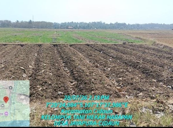 Siapkan Pasokan SPPG, Rendi Ketua Pemuda Tani Cianjur Bina Kelompok Tani Mekar Harapan, Tanam Timun dan Buncis di Cidaun